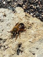 Megachile sicula