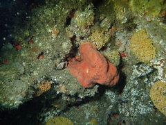 Dragmacidon mexicanum