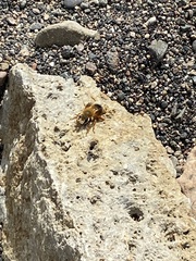 Megachile sicula
