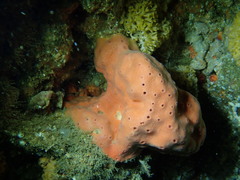 Dragmacidon mexicanum