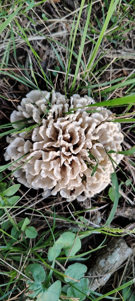 Irpex rosettiformis · February 2026 · photo: © pablohcapovilla (iNaturalist, cc-by)