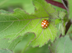 Calvia quindecimguttata