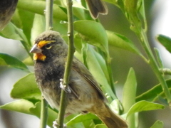 Yellow-Faced Grassquit photo 6