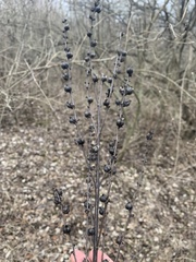 Dasistoma macrophylla