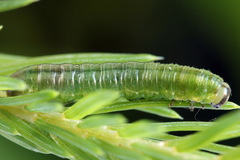 Pristiphora compressa