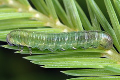 Pristiphora compressa