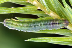 Pristiphora compressa