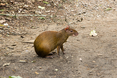 Dasyprocta variegata