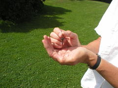 Somatochlora walshii