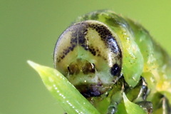 Pristiphora compressa