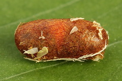 Pristiphora compressa