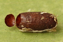 Pristiphora compressa