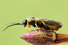 Pristiphora compressa
