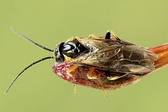 Pristiphora compressa