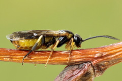 Pristiphora compressa