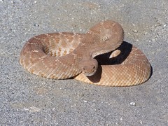 Crotalus ruber ruber
