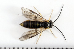 Pristiphora compressa