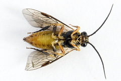 Pristiphora compressa