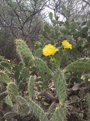 Opuntia caracassana