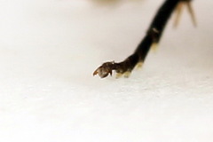 Pristiphora compressa