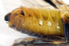Pristiphora compressa