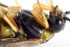 Pristiphora compressa