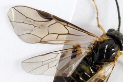 Pristiphora compressa