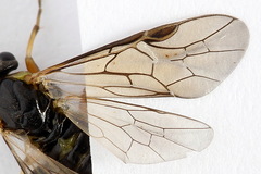 Pristiphora compressa