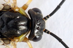 Pristiphora compressa