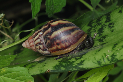 Lissachatina fulica