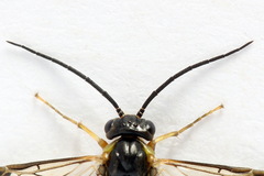 Pristiphora compressa