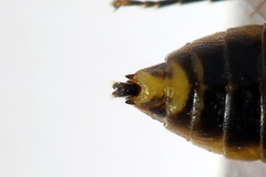 Pristiphora compressa
