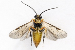 Pristiphora compressa