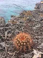Melocactus macracanthos