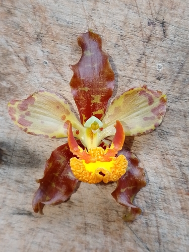 Cyrtopodium paniculatum, photograph 1