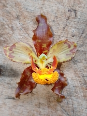 Cyrtopodium paniculatum