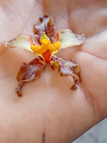 Cyrtopodium paniculatum, photograph 3