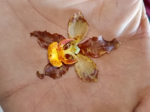 Cyrtopodium paniculatum, photograph 4