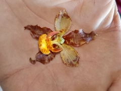 Cyrtopodium paniculatum, photograph author not stated, no rights reserved