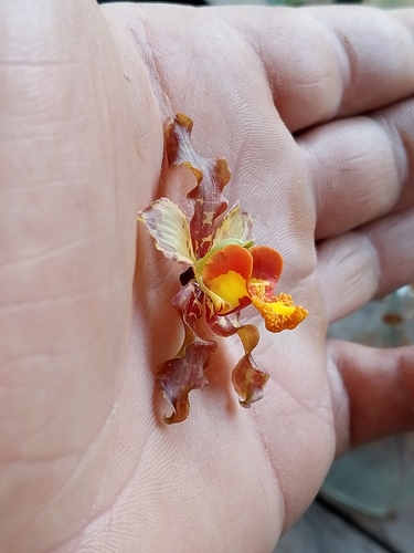 Cyrtopodium paniculatum, photograph 5