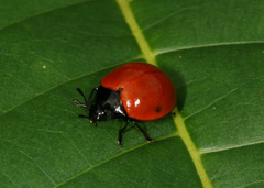 Aegithus rufipennis