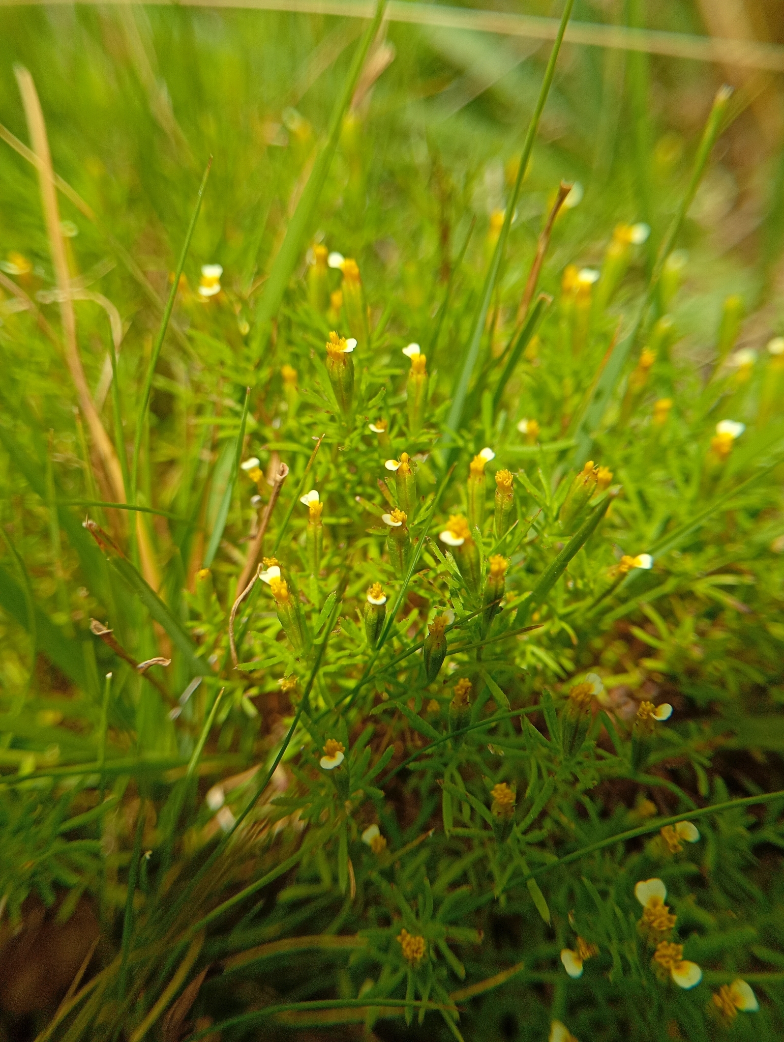 Irish Lace Marigold (Tagetes filifolia)