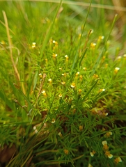 Tagetes filifolia, photograph (c) Matias Baranzelli, some rights reserved (CC BY)