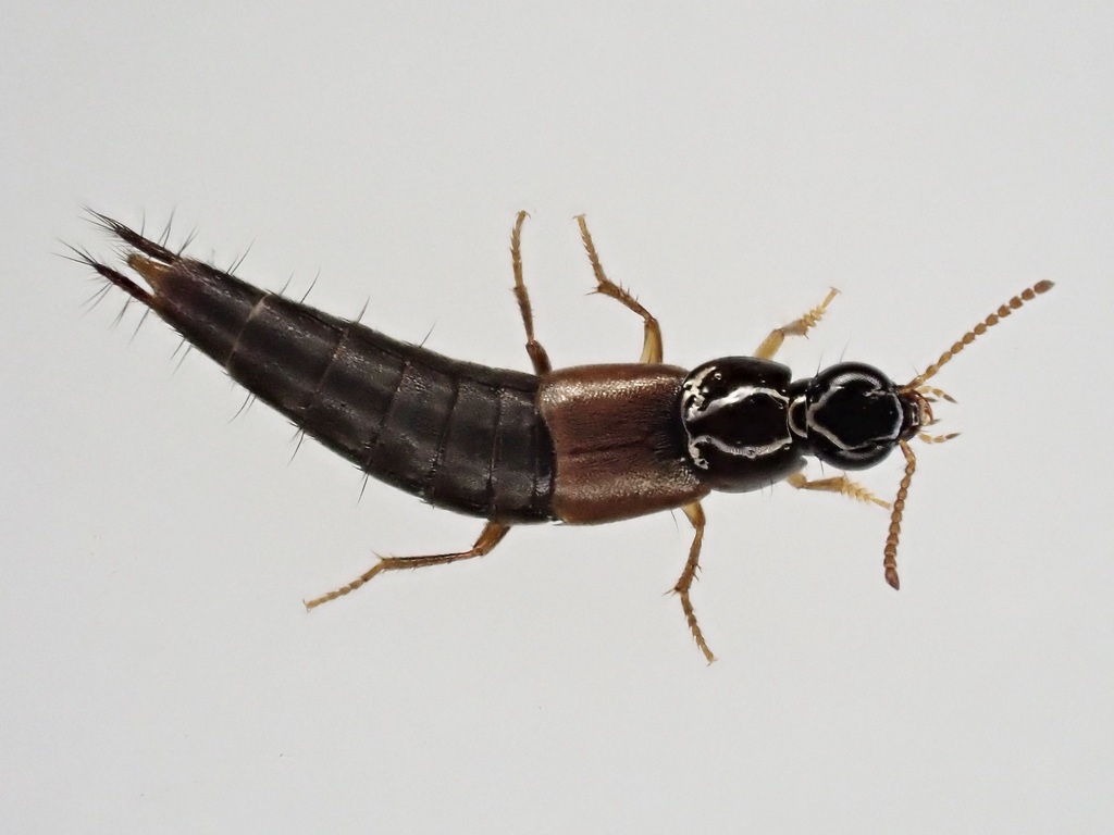 Quedius schatzmayri