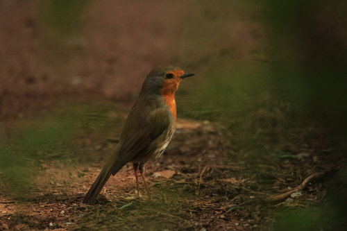 European Robin