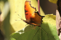 Polygonia haroldii