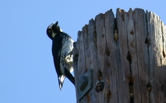 Melanerpes formicivorus