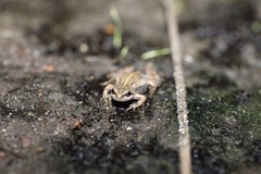 Cacosternum australis