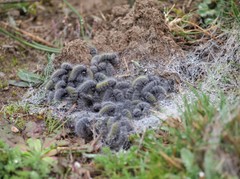 Thaumetopoea herculeana