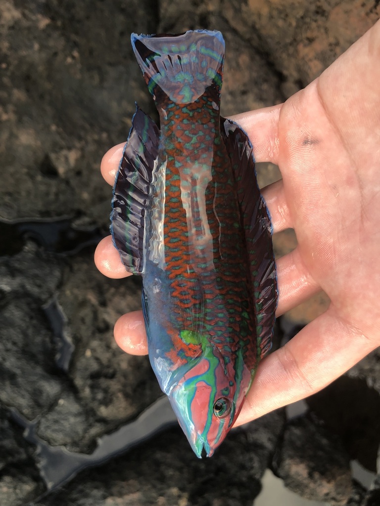 Ornate wrasse (Halichoeres ornatissimus) — Labridae